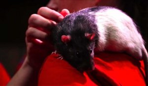 USA: les rats, stars du nouveau café éphémère de San Francisco