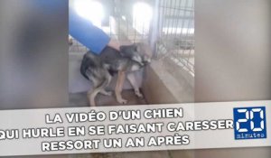 La vidéo d'un chien qui hurle en se faisant caresser ressort un an après