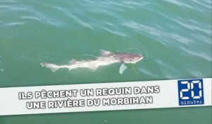 Ils pêchent un requin dans une rivière du Morbihan