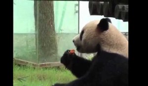 Les deux pandas belges