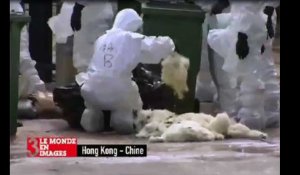 Zap télé: Exécution massive de poulets, les «bras cassés» du gouvernement