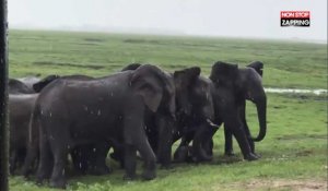 Des touristes filment l'accouchement d'une éléphante, le troupeau vient célébrer la naissance (Vidéo)