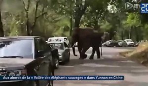 Victime d'un chagrin d'amour, un éléphant détruit des voitures sur la route