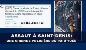 Assaut à Saint-Denis: Une chienne policière du Raid tuée