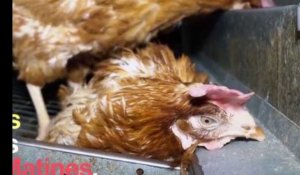 L214 dévoile de nouvelles images choc d'un élevage de poules dans la Manche (Vidéo)