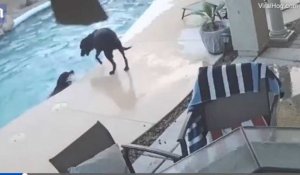 Incroyable solidarité entre deux chiens, dont l'un est tombé dans l'eau (Vidéo)