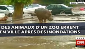 Des animaux d'un zoo errent en ville après des inondations