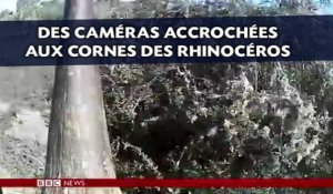 Des caméras accrochées aux cornes des rhinocéros