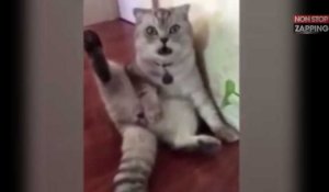 Ce chat se rend compte qu'il a été castré, sa réaction est hilarante ! (vidéo) 