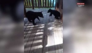 Un homme trouve trois oursons perdus devant chez lui (vidéo)