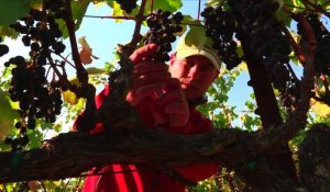 A Napa et Sonoma, des vignes intactes au milieu du chaos