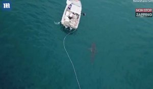 Australie : Un énorme requin blanc attaque un bateau (Vidéo)