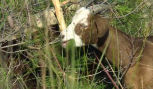 Dans le Gard, un berger et son troupeau entre pinèdes et lagunes