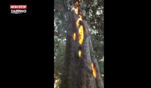 Incendie en Californie : Un arbre brûle de l'intérieur, les étonnantes images (Vidéo)