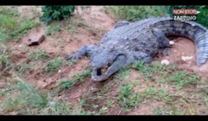 Un homme se fait croquer le pied par un crocodile (vidéo)