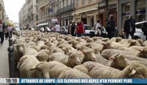 Plus de 500 éleveurs ovins ont manifesté contre le loup à Lyon
