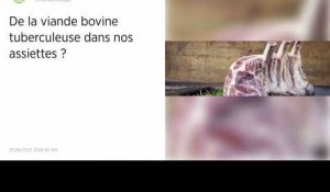 De la viande bovine tuberculeuse consommée par les Français