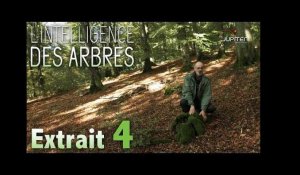 L'Intelligence des Arbres // Extrait 04 // VF