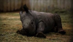 Zoo d'Amnéville: naissance d'un rhinocéros et de tigres blancs