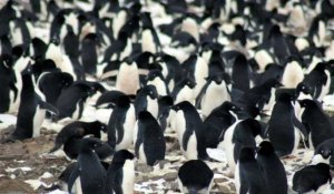 Antarctique: découverte de 1,5 million de manchots Adélie