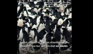 Plus d'un million de manchots découverts en Antarctique