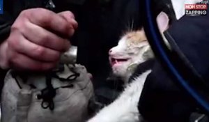 Russie : Des pompiers réaniment un chat après un incendie (vidéo)