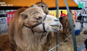 À Paris, des chameaux et des zèbres sur les pavés de République pour s'opposer aux anti-cirques