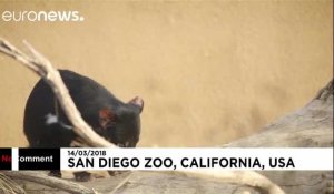 États-Unis : deux diables de Tasmanie confiés au zoo de San Diego