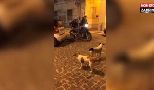 Quand deux chiens détestent le bruit d'un scooter, la vidéo hilarante 