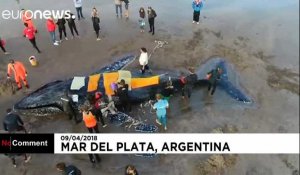 Une baleine échouée sauvée après des dizaines d'heures d'efforts