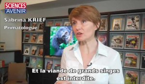 Sabrina Krief : "La viande de grands singes est interdite, il est pourtant possible d'en acheter en France"