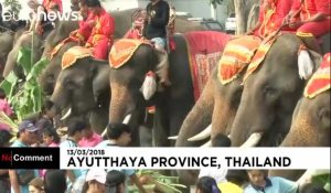 Les éléphants à l'honneur en Thaïlande