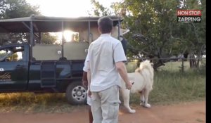 Afrique du Sud : un lion s'infiltre dans un véhicule de safari (vidéo)