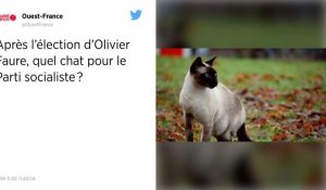 Après l'élection d'Olivier Faure, quel chat pour le Parti socialiste ?
