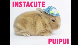 PuiPui : Le lapin le plus stylé d'Instagram ! So cute.