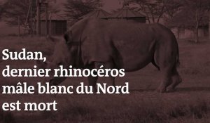 Sudan, dernier rhinocéros mâle blanc du Nord est mort