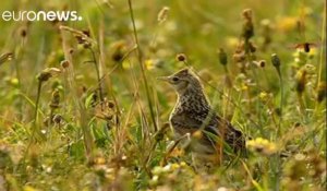 France : les oiseaux champêtres décimés