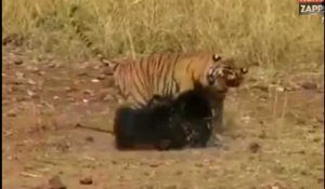 Un tigre et un ours se livrent une violente bagarre, la vidéo choc