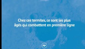 Chez ces termites, ce sont les plus âgés qui combattent en première ligne