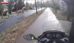 Pays-Bas : Un homme en scooter rattrape un cheval en fuite (Vidéo)