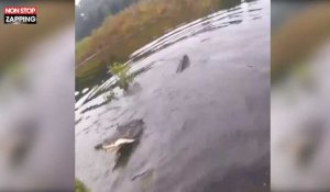 Floride : Un crocodile vole un poisson à un pêcheur (Vidéo)