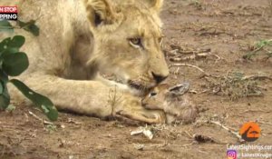Namibie : Une lionne s'occupe d'un bébé antilope, les images surprenantes (Vidéo)