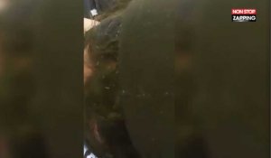 Un homme fait une drôle de découverte dans les cheveux de la passagère à côté de lui (Vidéo)