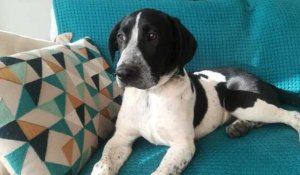 "Adopte un chien" avec Corse-Matin : découvrez Nougat à Ajaccio