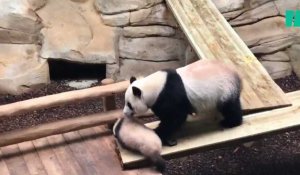 Les images adorables du bébé panda de Beauval, sommé par sa mère de prendre son repas