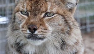 La bataille pour sauver le lynx des Balkans, symbole national