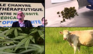 Creuse: le cannabis va-t-il redynamiser le territoire ?