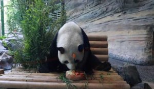 Un panda "ambassadeur" fête son anniversaire au zoo de Berlin