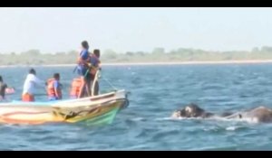 Sri-Lanka : Deux éléphants sauvés de la noyage en pleine mer (vidéo)