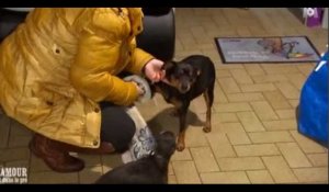 L'Amour est dans le pré : Une candidate plus préoccupée par ses chiens que par ses prétendants (vidéo)